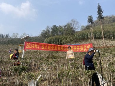 <strong>春风拂面，茶香四溢，凌云县迎来2024年春茶开采季</strong>