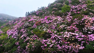 倒计时2天 | 杜鹃花开 春满人间