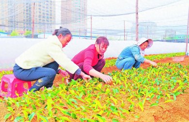 育好油茶苗 带富众乡亲 广西百色“绿金产业”绘就乡村振兴新